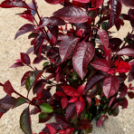 Okrasná slivka (Prunus × cistena) - výška 140-160 cm, kont. C10L - kríková